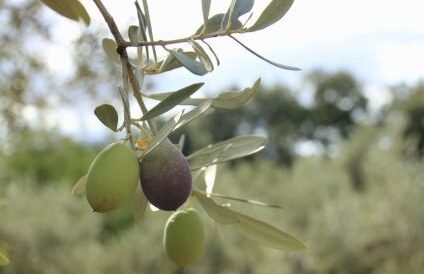 fibrilación auricular usando aceite de oliva