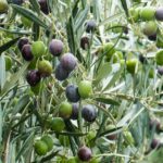 precio aceite de oliva