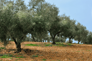 DSC_0483-2222222222-copia-jpgb