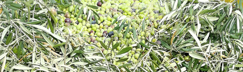 Nuestras respuestas más relevantes a tus consultas sobre AOVE