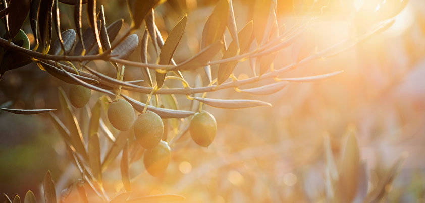 La Pontezuela participa en el Proyecto Olivares Vivos +