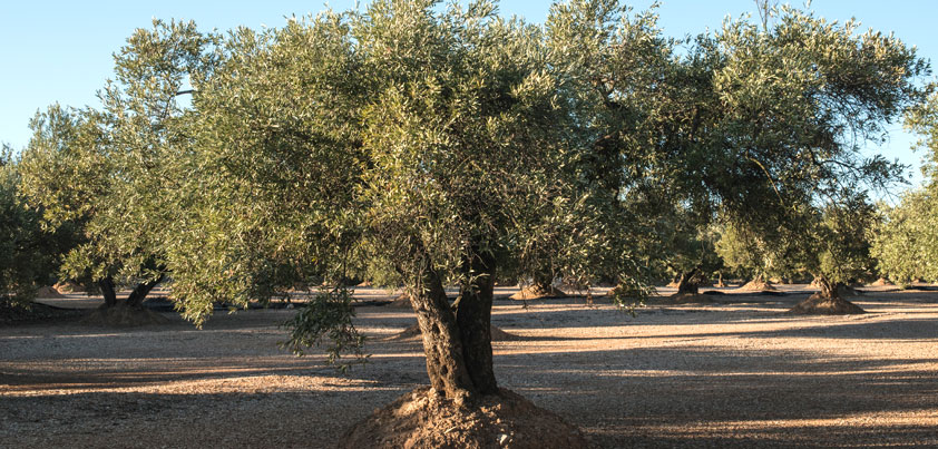 26 de noviembre, celebramos el Día Mundial del Olivo