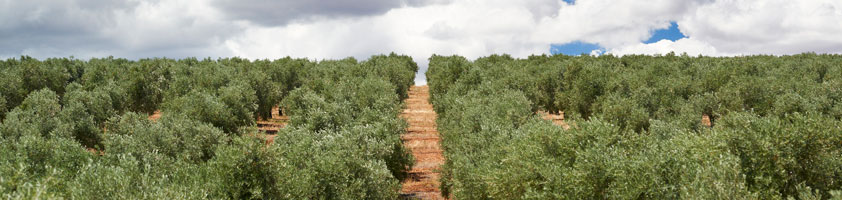 Finca La Pontezuela y la Universidad de Córdoba investigarán variedades de olivo de otros países adaptadas a condiciones de sequía