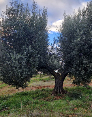 Variedad Cornicabra, el olivo y su AOVE: la guía definitiva