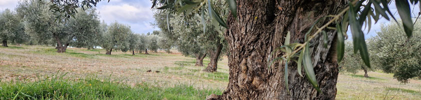 Variedad Cornicabra, el olivo y su AOVE: la guía definitiva