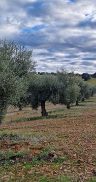 Variedad Cornicabra, el olivo y su AOVE: la guía definitiva