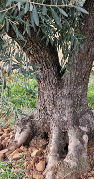Variedad Cornicabra, el olivo y su AOVE: la guía definitiva