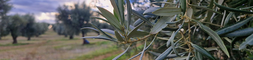 Variedad Cornicabra, el olivo y su AOVE: la guía definitiva