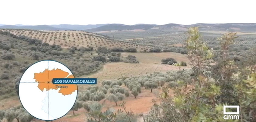 Reportaje sobre la recolección temprana de aceituna en Finca La Pontezuela