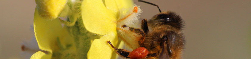 Día mundial de las abejas en Finca La Pontezuela