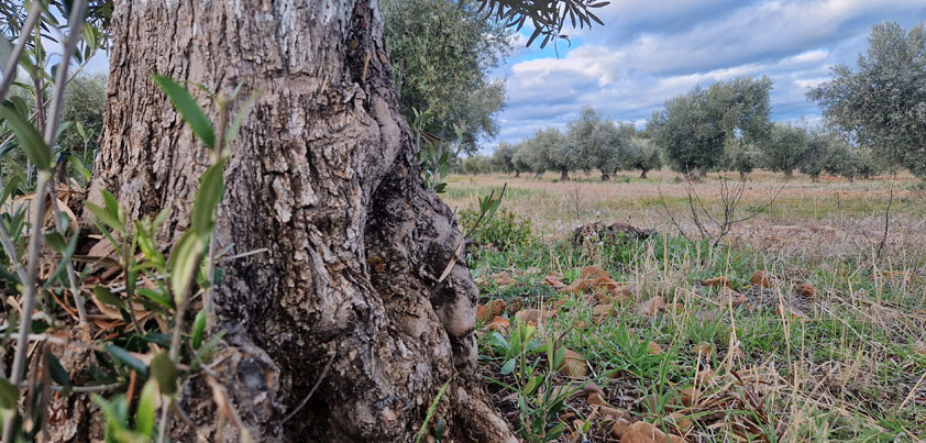 El Olivo, un tesoro ecológico: Cómo cuida el medio ambiente y por qué el AOVE es una opción sostenible